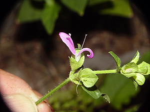 Dicliptera brachiata