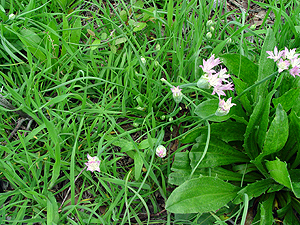 Allium drummondii