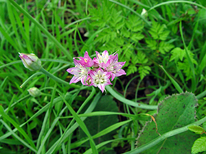 Allium drummondii