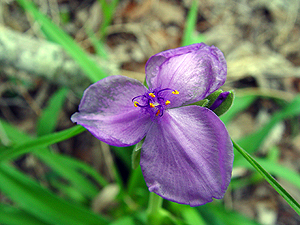 Tradescantia gigantea