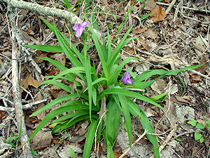 Tradescantia gigantea