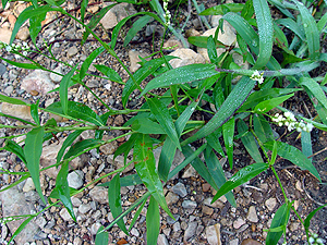 Polygonum hydropiperoides