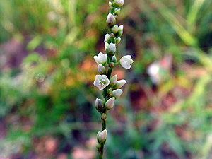 Polygonum hydropiperoides