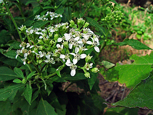 Verbesina virginica