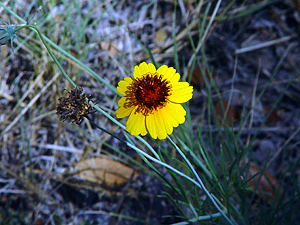 Thelesperma filifolium