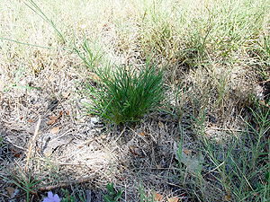 Thelesperma filifolium