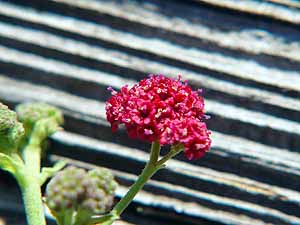 Boerhavia coccinea