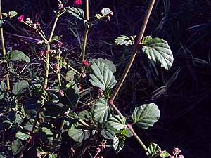 Boerhavia coccinea