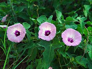 Ipomoea cordatotriloba