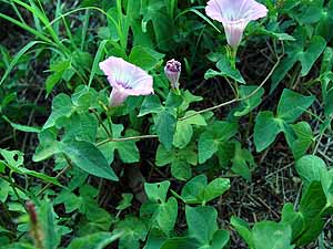 Ipomoea cordatotriloba