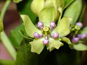 Asclepias viridis