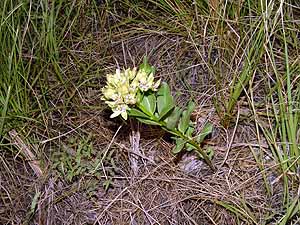 Asclepias viridis