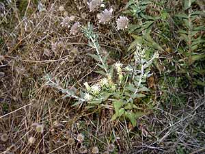 Eupatorium serotinum