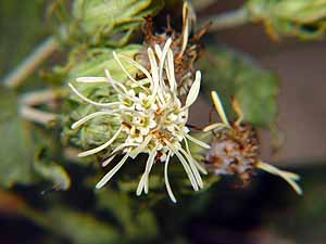 Eupatorium serotinum