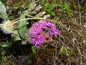 Vernonia baldwinii