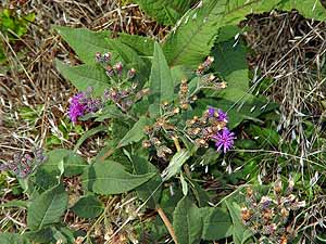 Vernonia baldwinii