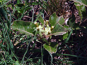 Asclepias oenotheroides