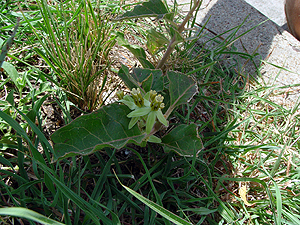 Asclepias oenotheroides