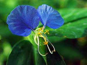 Commelina erecta