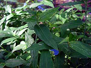 Commelina erecta