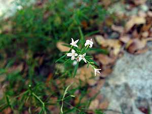 Hedyotis nigricans nigricans