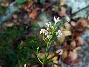 Hedyotis nigricans nigricans