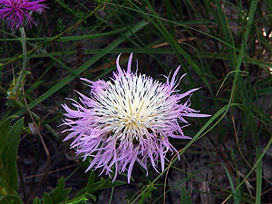 Centaurea americana