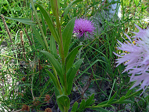 Centaurea americana