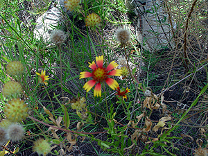 Gaillardia pulchella var. pulchella