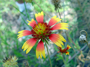 Gaillardia pulchella var. pulchella