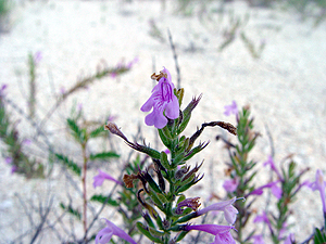 Hedeoma drummondii