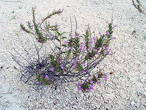 Hedeoma drummondii