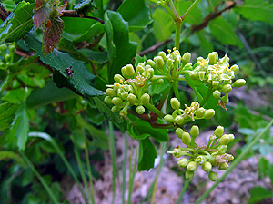 Cissus incisa