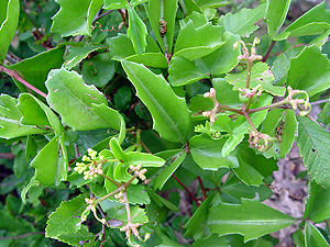 Cissus incisa