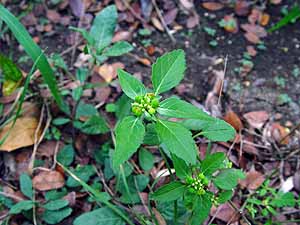 Euphorbia dentata