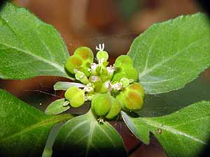 Euphorbia dentata