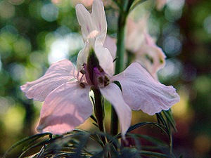 Delphinium carolinianum vinimeum