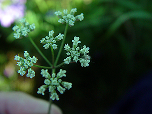 Torilis arvensis