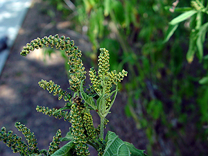 Ambrosia trifida texana