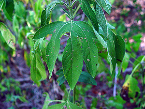 Ambrosia trifida texana