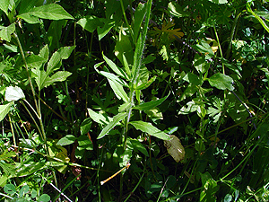 Gaura suffulta