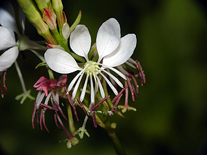 Gaura suffulta