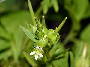 Geranium carolinianum