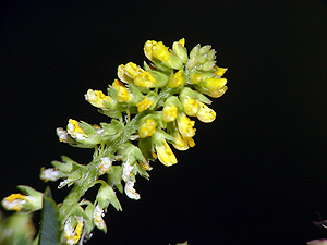 Melilotus indicus