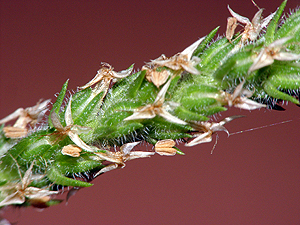 Plantago rhodosperma