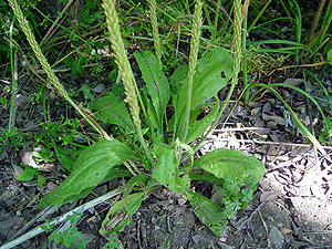 Plantago rhodosperma