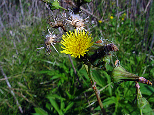 Sonchus asper