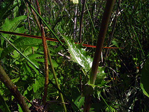 Sonchus asper