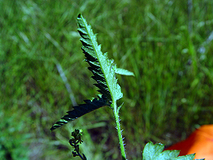 Tragia ramosa