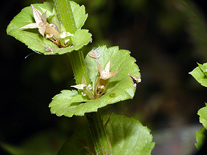 Triodanis perfoliata perfoliata